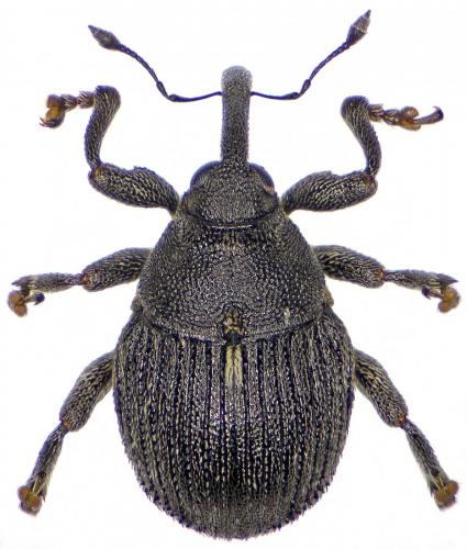 Glocianus punctiger